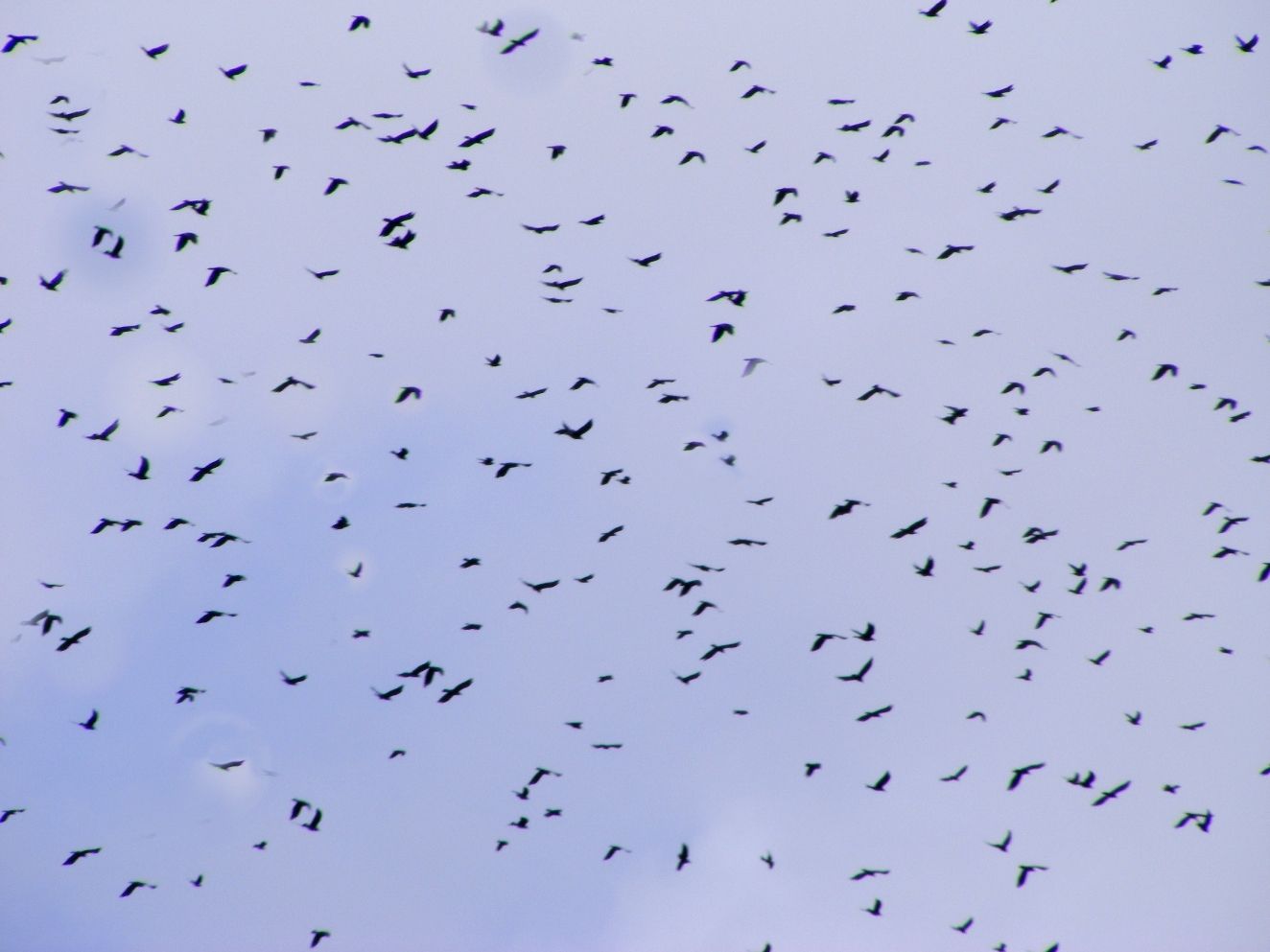 Prédateur du revenu